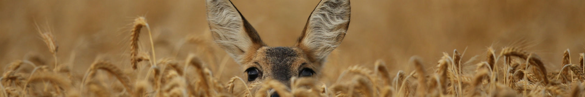 Wildspotten in Europa