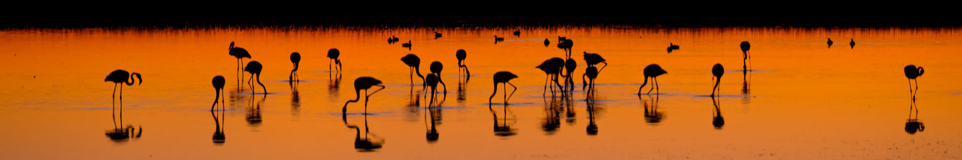 Camargue