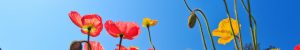 lente