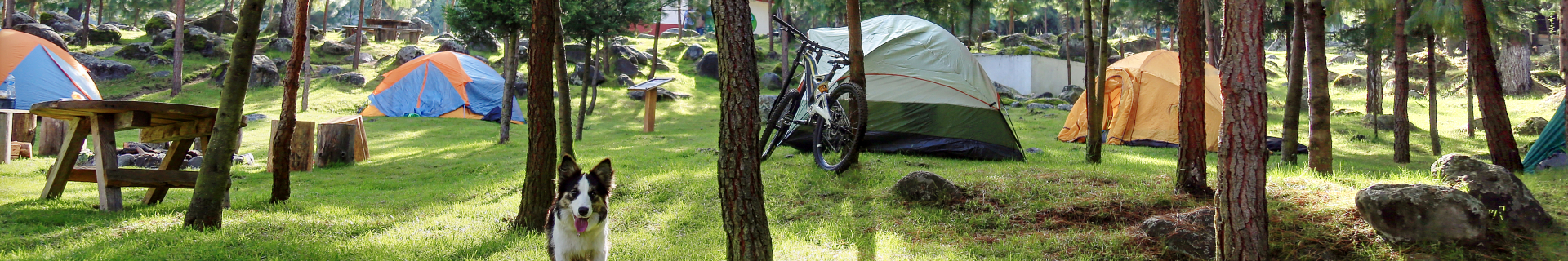 Gespecialiseerde campings