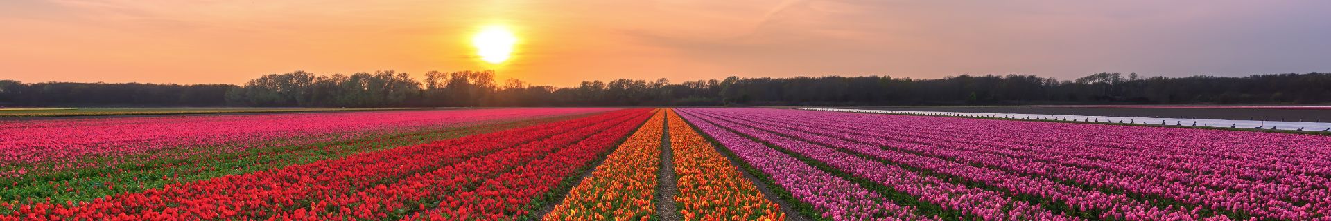 Tuplenvelden Nederland