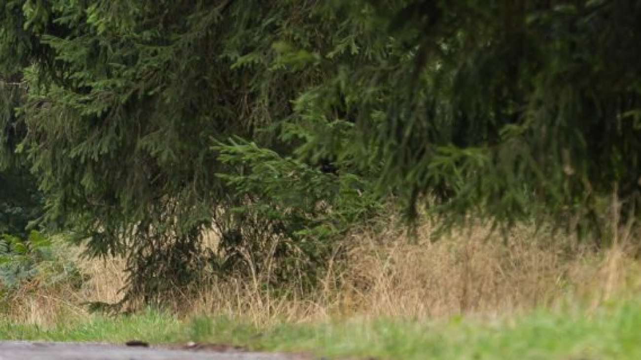 Vakantie in de Ardennen