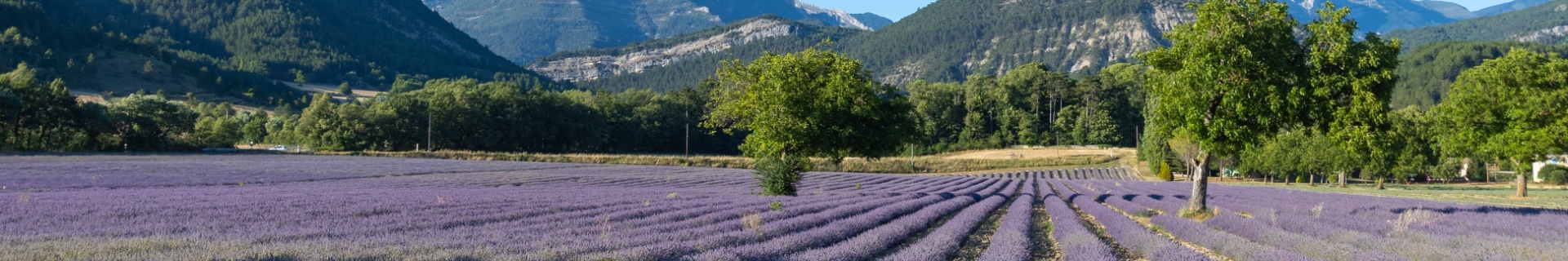 Lavendelvelden in de Drome