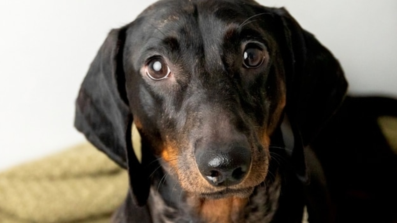 Dachshund,Dog,Looking,Up,In,Bright,Modern,Living,Room